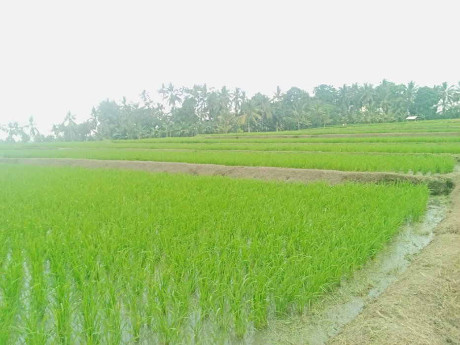 Sawah pruduktip . Pengairan lancar