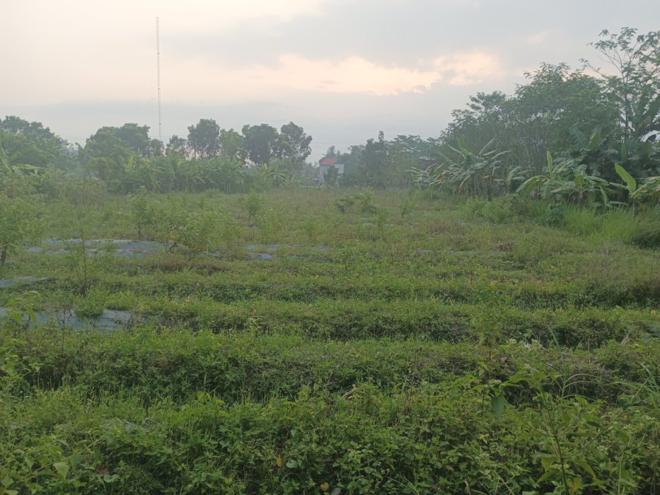 Jual sawah SHM luas 900m²