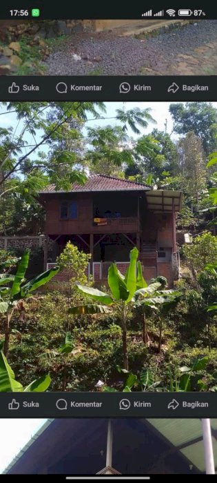 Jual kebun ada vilanya ada pohon cengkeh nya