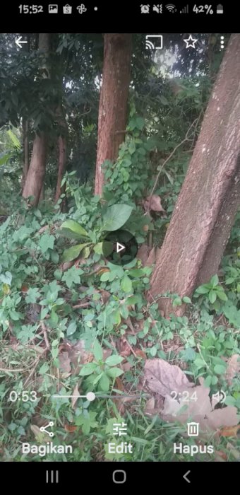 DIJUAL Tanah Kebun Jati