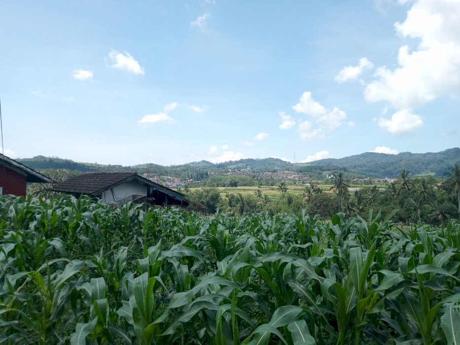 jual tanah 30 hektar