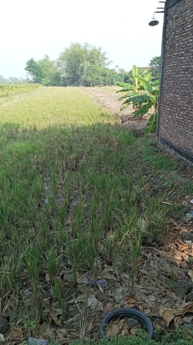 di jual,tanah HM,seluas 2660m²,bisa untuk pabrik/ usaha