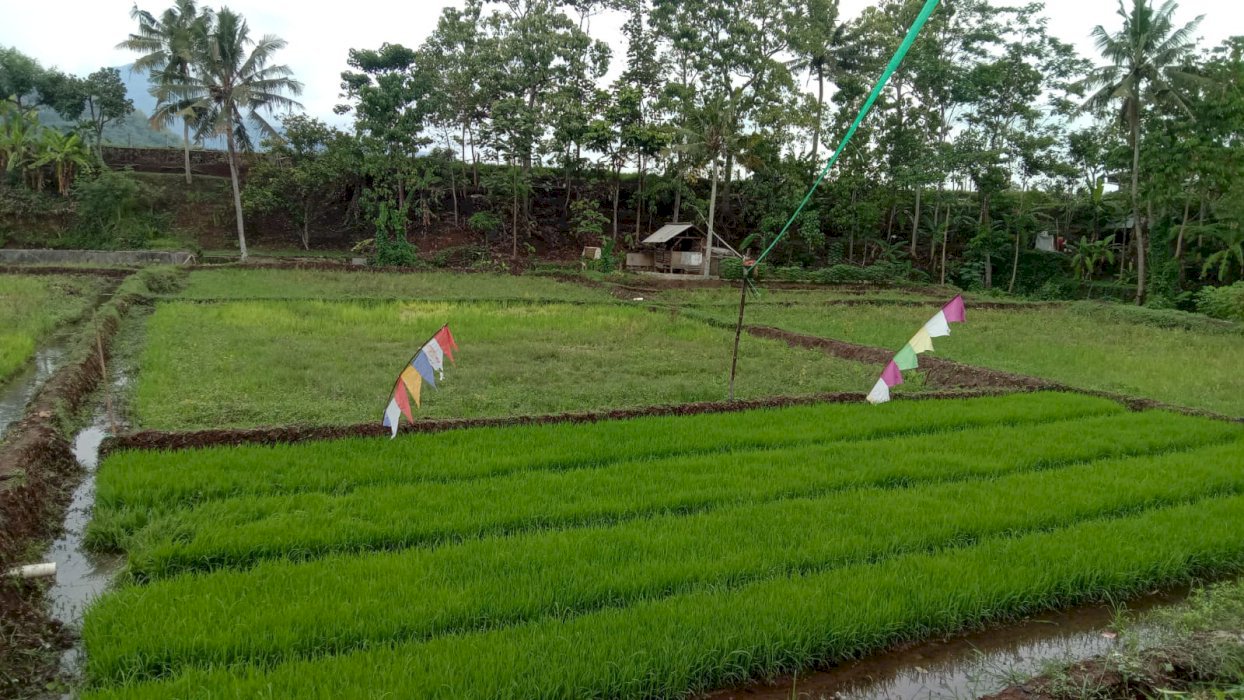 Di jual sawah lokasi sumedang kota