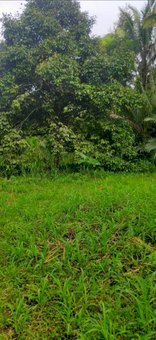 Tanah murah pinggir jalan