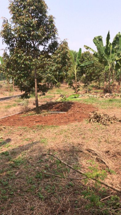 Di Jual Tanah Kebun Durian Lokasi Strategis Di Kota Serang