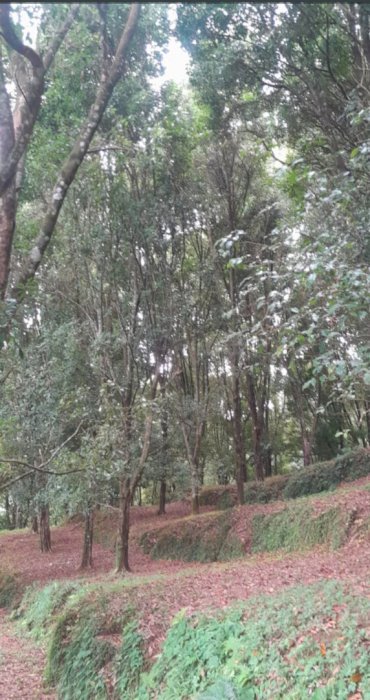 MUNDUK GESING BALI LUAS 5,4 HEKTAR Rp 55jt/are