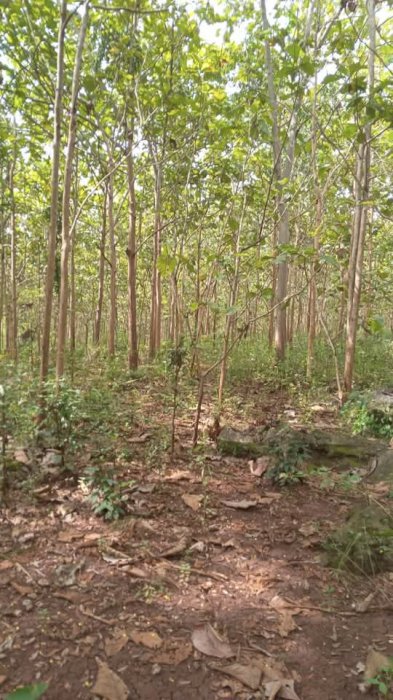 DIJUAL TANAH BESERTA POHON JATI COCOK UNTUK INVESTASI GUNUNG KIDUL DIY