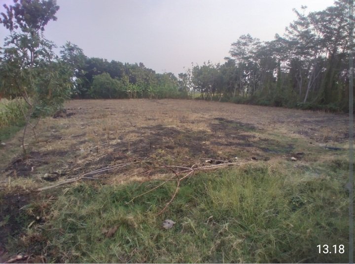 Tanah Kelurahan Sukorejo Kec Perak Kab Jombang