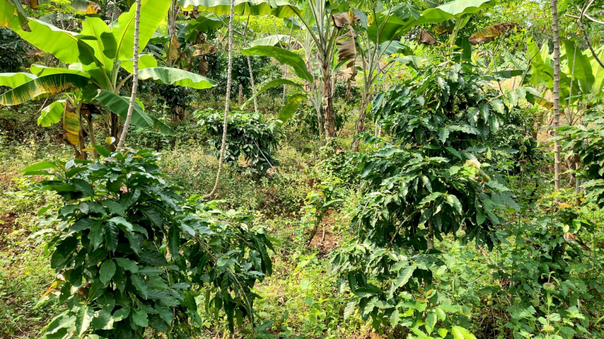 Dijual tanah dan bangunan harga murah cipatat padalarang bandung barat