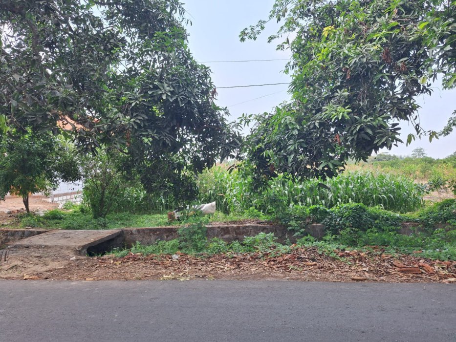 Tanah Kelurahan Sambilawang Kec Dlanggu Kab Mojokerto