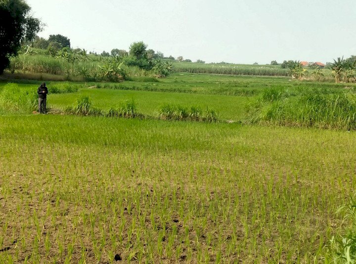 Tanah Kelurahan Sumber Gede Kec Wringinanom Kab Gresik