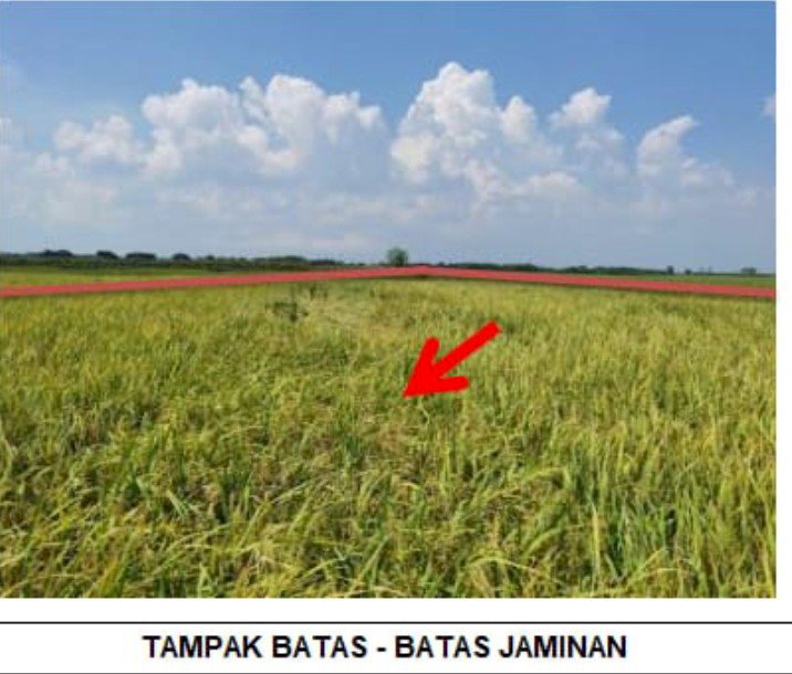 Tanah Kel Sukosewu Kec Sukosewu Kab Bojonegoro