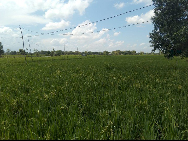 Tanah Kelurahan Wadang Kec Ngasem Kab Bojonegoro