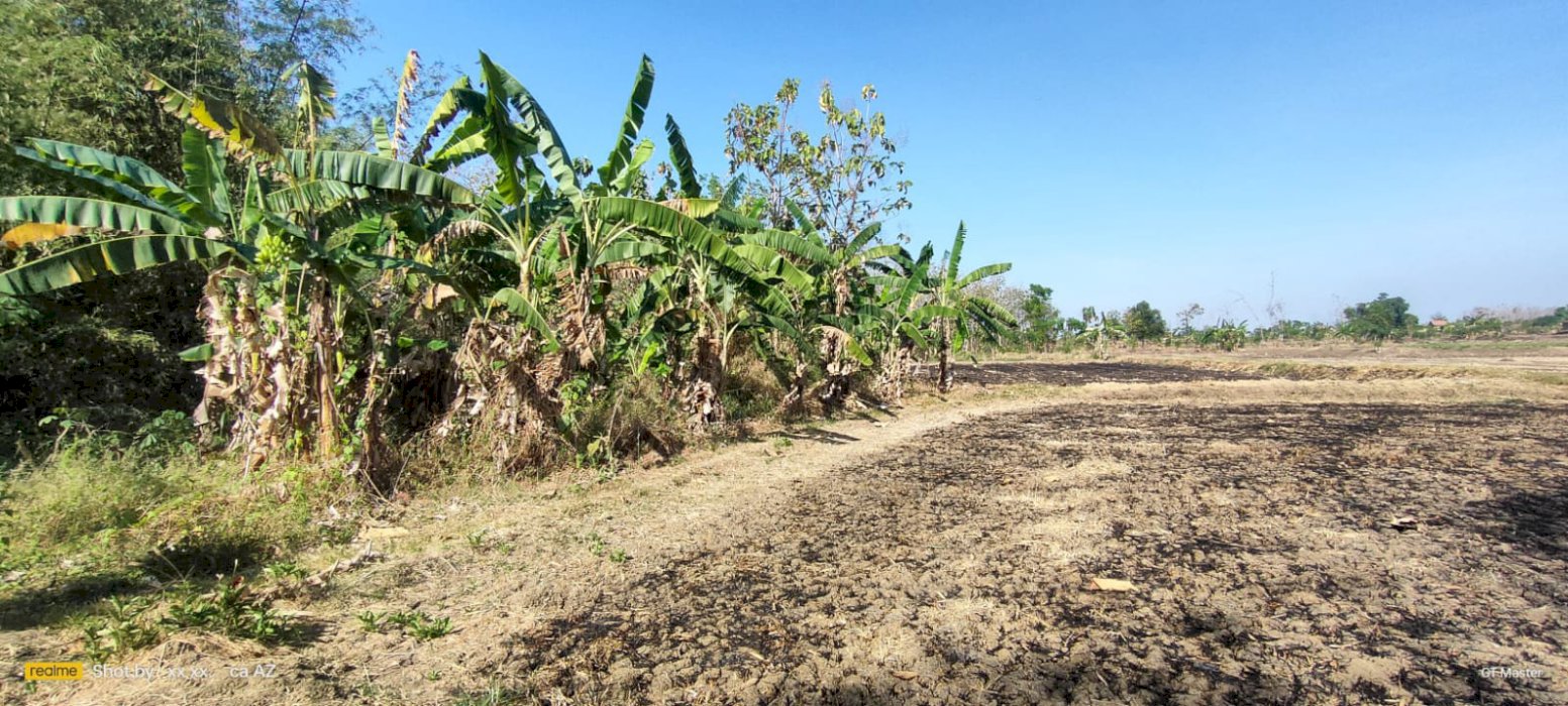 Tanah Kelurahan Sumberkerep Kec Mantup Kab Lamongan