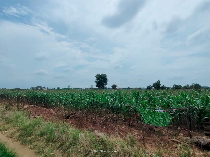 Tanah Kelurahan Karangcangkring Kec Dukun Kab Gresik