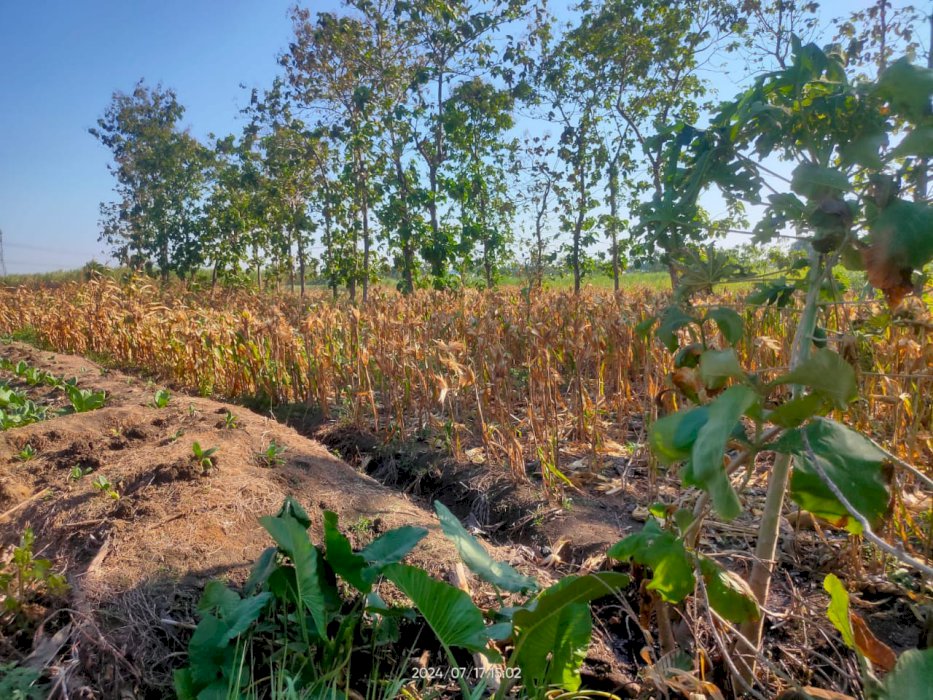 Tanah Kelurahan Pasarlegi Kec Sambeng Kab Lamongan