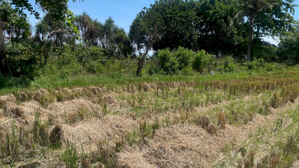 Di Jual Tanah Pinggir Pantai Medewi Jembarana Bali