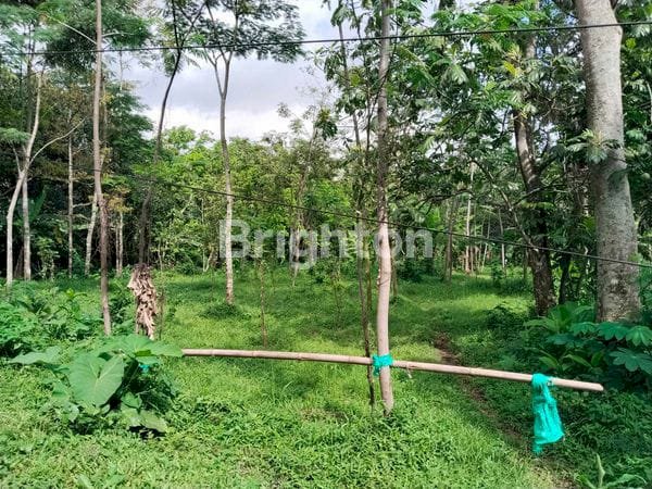 Tanah dekat taman safari 2 prigen