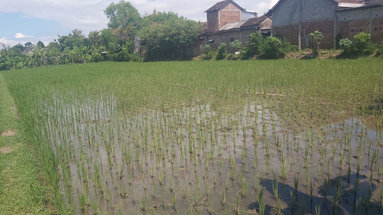 Jual Tanah Murah Lokasi Strategis Di Desa Kandangan Madiun