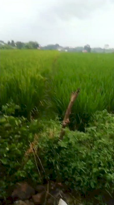 Kelurahan Banjar Anyar Kec Baureno Kab Bojonegoro