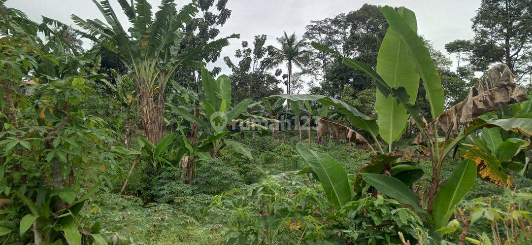 TANAH MURAH BAGUS TAMANSAARI CIAPUS BOGOR JAWA BARAT