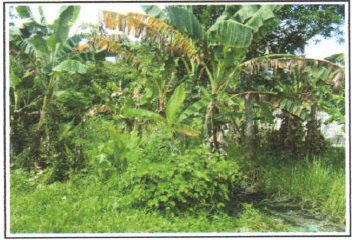 Tanah Kelurahan Tanjung Harjo Kec Kapas Kab Bojonegoro