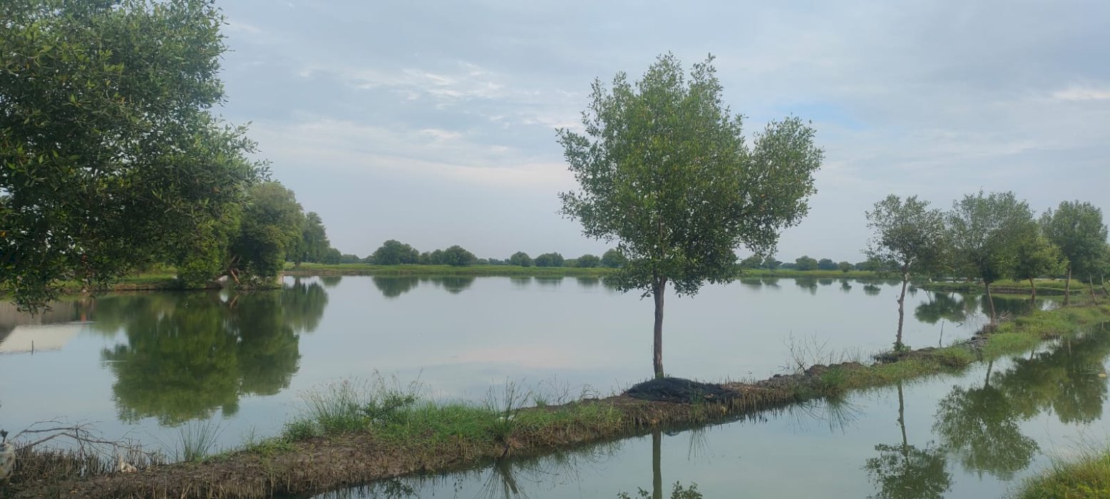Tanah Kelurahan Kemudi Kec Duduk Sampean Kab Gresik