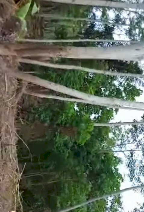 DIJUAL TANAH KEBUN MURAH