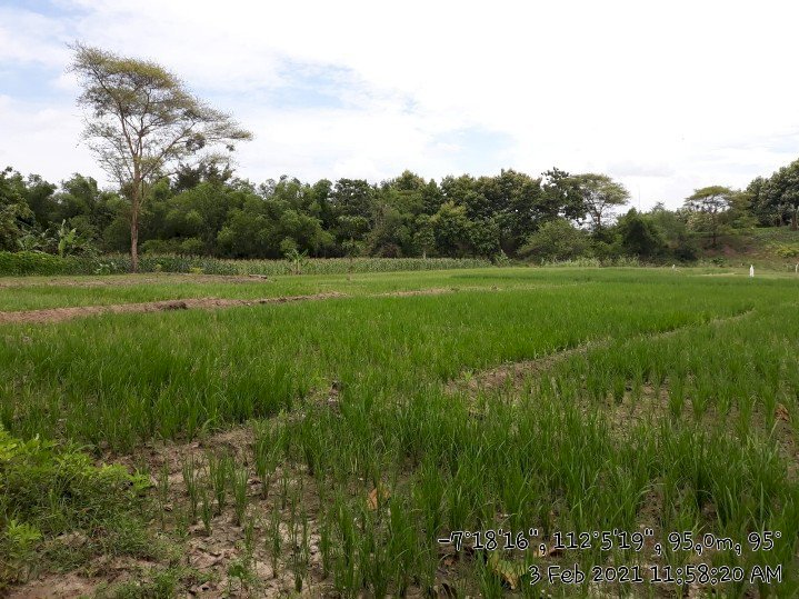 Tanah Kelurahan Kendung Kec Kedungadem Kab Bojonegoro