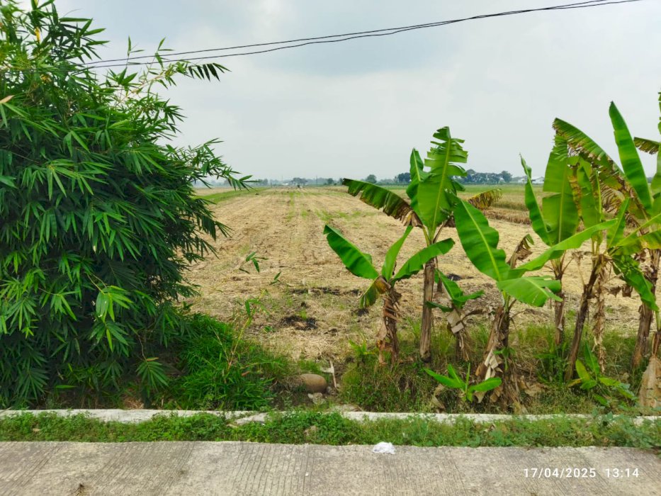 Tanah Kelurahan Watudakon Kecamatan Kesamben Kabupaten Jombang