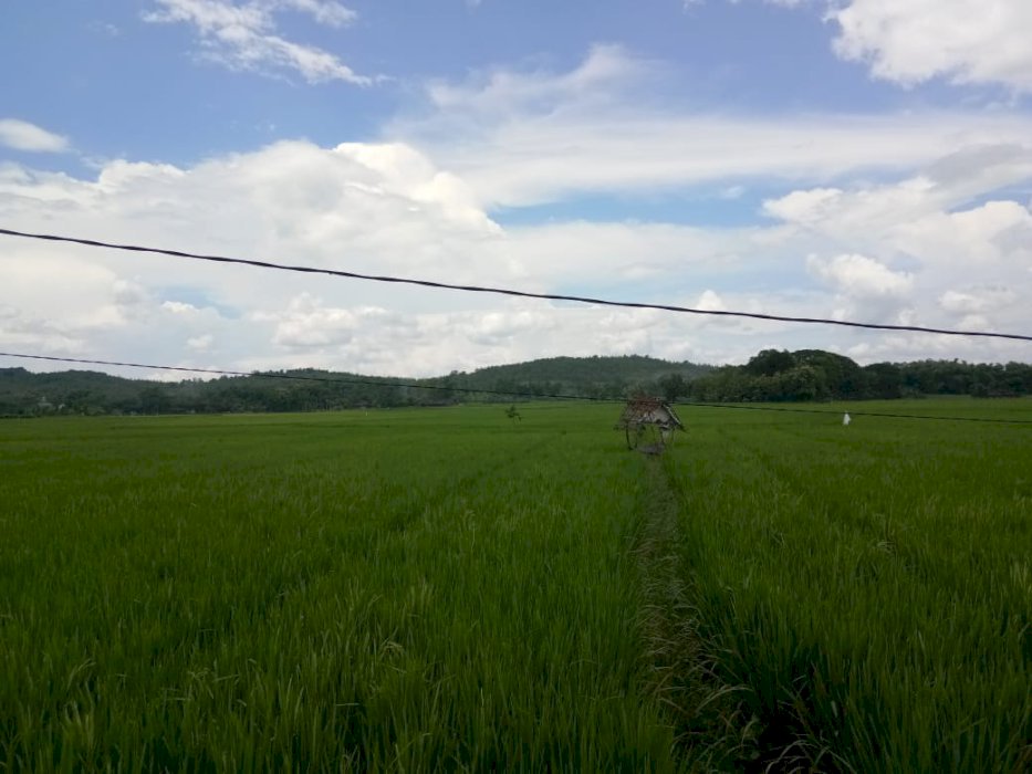 Tanah Kelurahan Plabuhan Kecamatan Plandaan Kabupaten Jombang