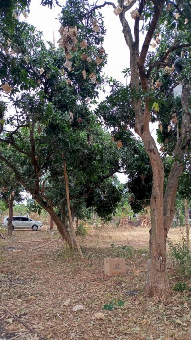 Jual Tanah Lokasi Strategis di Pasuruan, Jawa Timur