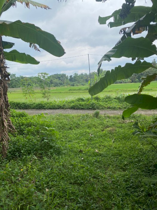 Dijual tanah strategis di daerah Kepitu, Trimulyo, Sleman.