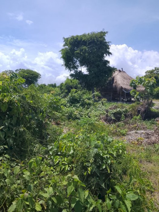 JUAL CEPAT: TANAH PINGGIR PANTAI, BONDO BOGHILA, SUMBA BARAT DAYA, NTT