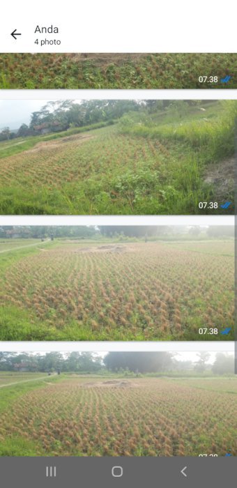 tanah sawah pinggir jalan mobil