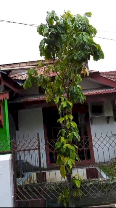 Di jual rumah murah strategis di Cempaka Permai Bengkulu
