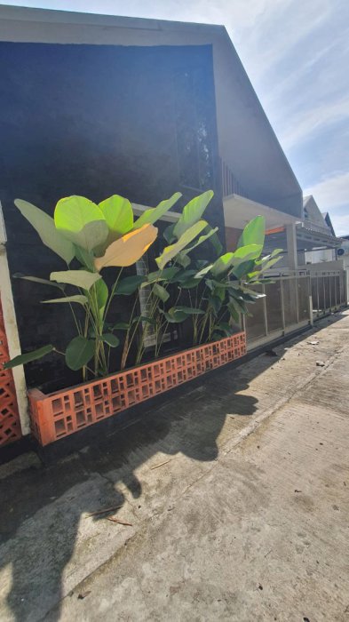 Dijual rumah dengan fasilitas menarik di Karang asam Sedayu Yogyakarta