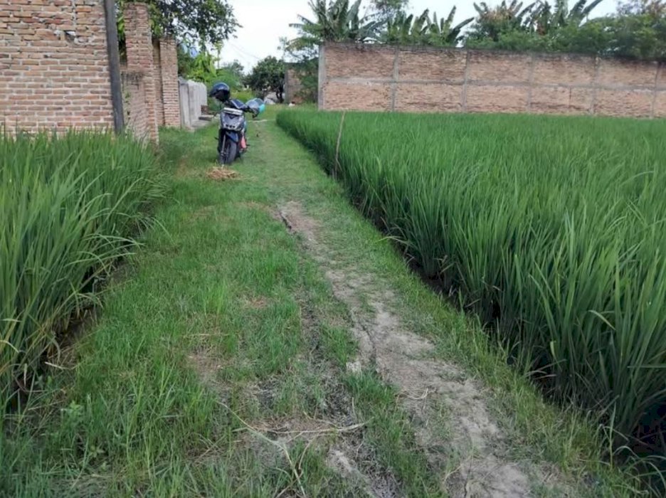 Dijual tanah sawah ukuran 23 X 24 M di Tembung