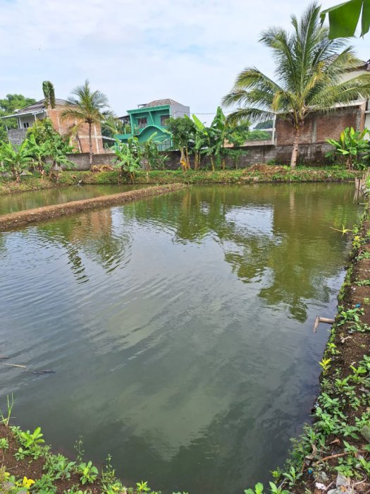 Dijual cepat! lahan kolam lokasi strategis di sukamaju kaler