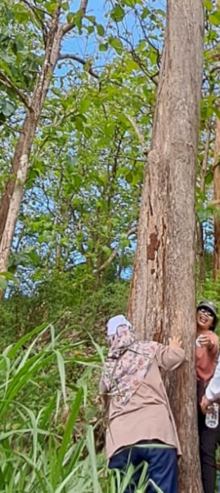 Dijual pohon jati 30  batang  di Gunung Kidul