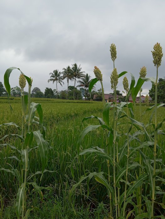 DIJUAL TANAH SAWAH  Di Cianjur