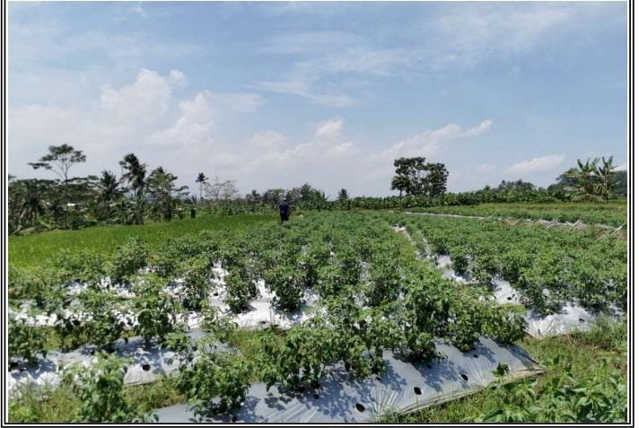 Di sewakan tanah seluas 3164 M2 akses jalan sawah