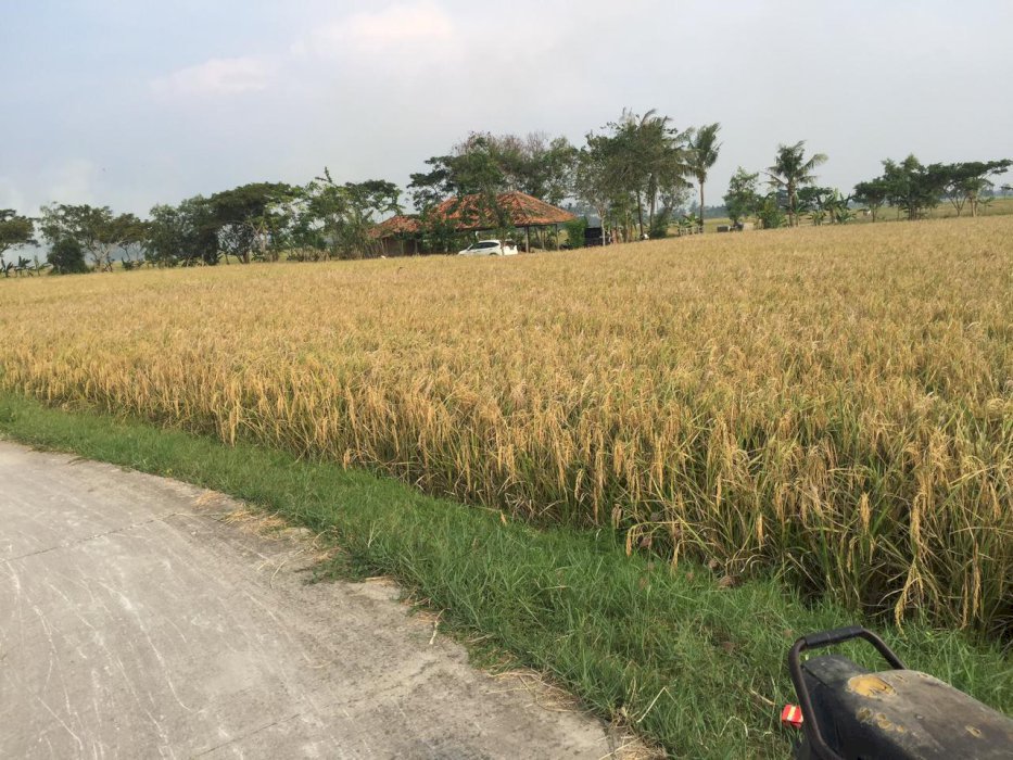Tanah Murah Sawah Produktif Karawang