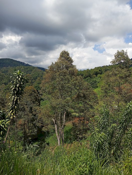 DIJUAL TANAH DI LEMBAH KARMEL