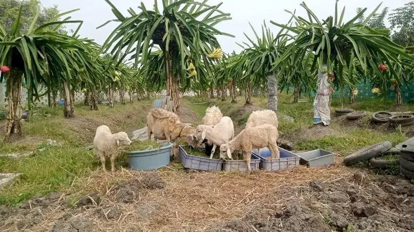 Dijual Kebun Buah Naga (750m2)