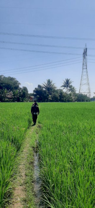 Tanah Sawah Aktif/Produktif