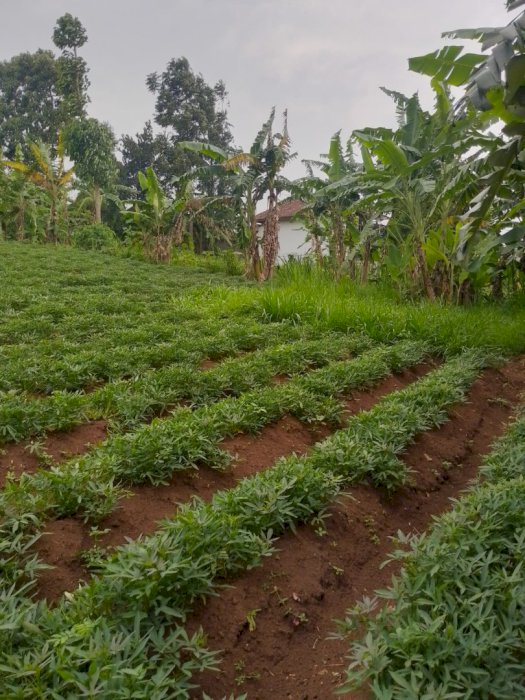 Tanah Dekat Kampus ITB UNPAD narongtong Jatinangor Sumedang 81 Bata
