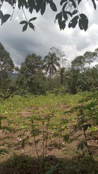 Dijual Cepat Tanah Cisonggom Cikembar Sukabumi Provinsi Jawa Barat