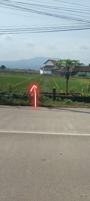 Di jual sawah lokasi strategis di Desa Pengiringan Pemalang