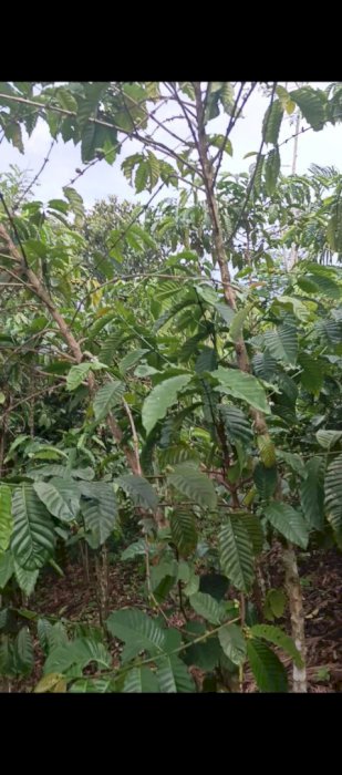 Jual kebun kopi + kebun pinang